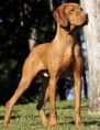 VIZSLA PELO CURTO